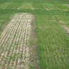 Bar Tech - July 2020 - Grass & Forage for Drought Prone Areas