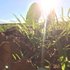 Understanding The Role Of Cover Crops In Farming