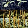 Redroot (amaranthus) (Amaranthus powellii)