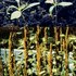 Redroot (amaranthus) (Amaranthus powellii)
