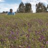 Benefits of vetch in cropping rotations