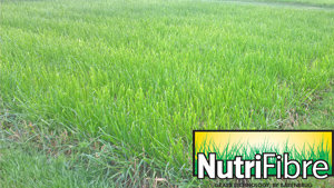 Versuchsparzellen Greenstar Struktur mit NutriFibre