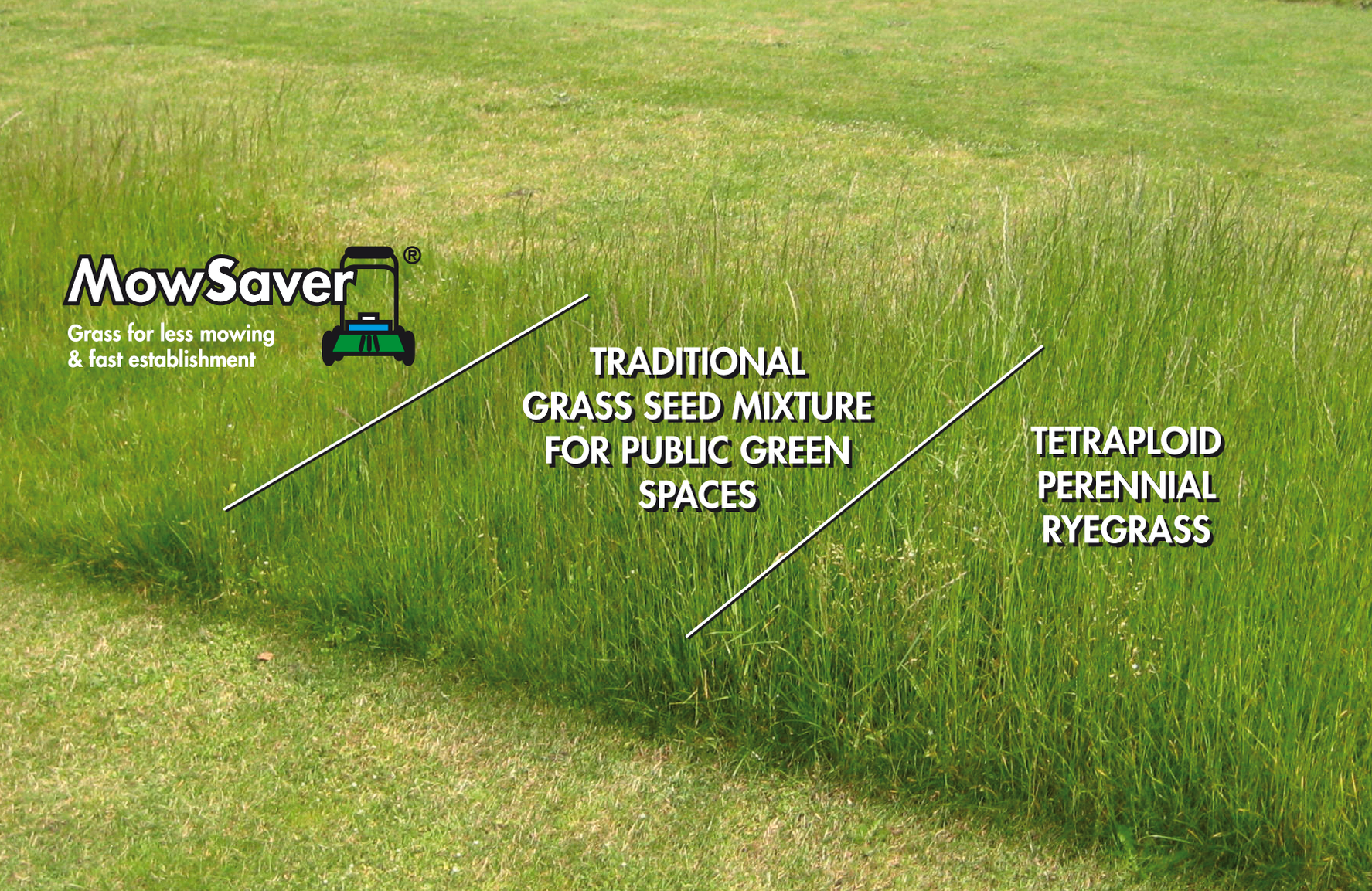 Bagging vs. Mulching Grass Clippings