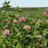 Red clover revival