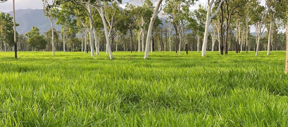 Based on Signal grass, dryland pasture has been established with Endura Rhodes grass and wynn cassia.