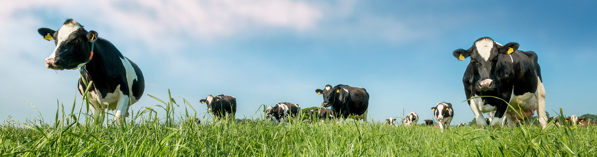 About Grass