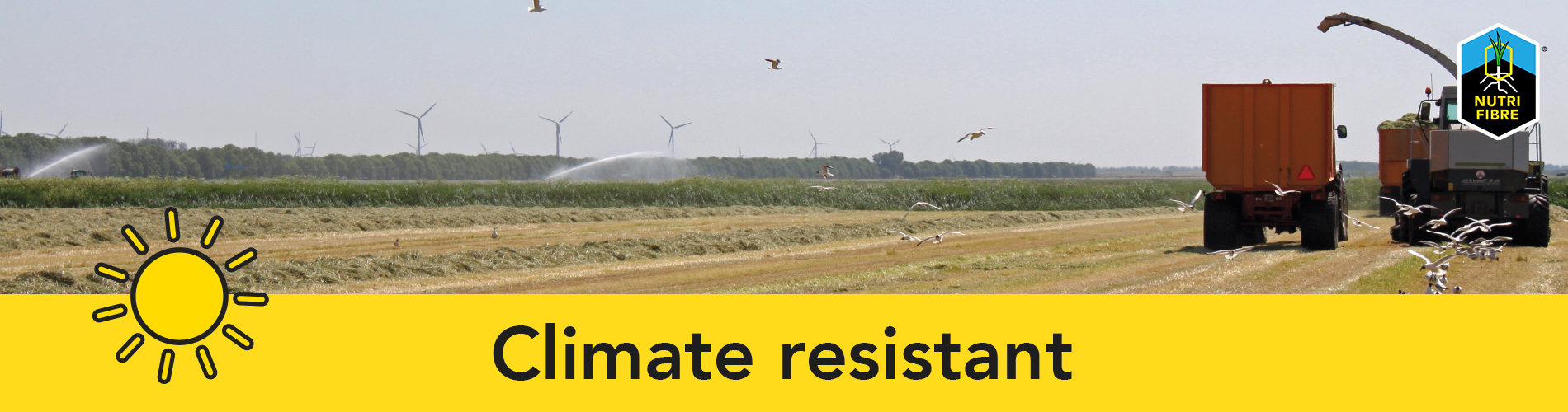NF_banner_climate_resistant_eng!
						
