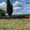 Heifers on Hogan ryegrass by Barenbrug