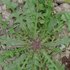 Hawksbeard (Crepis capillaris)